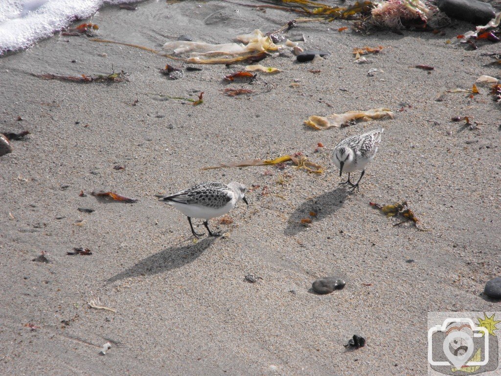 calidris_alba