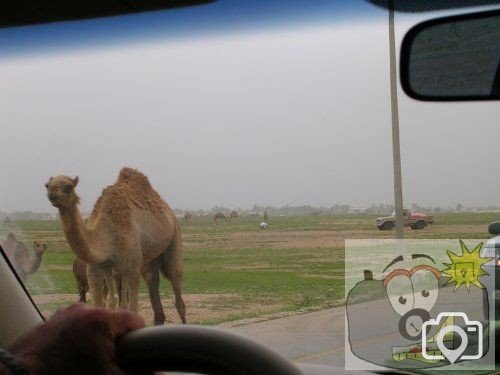 camel