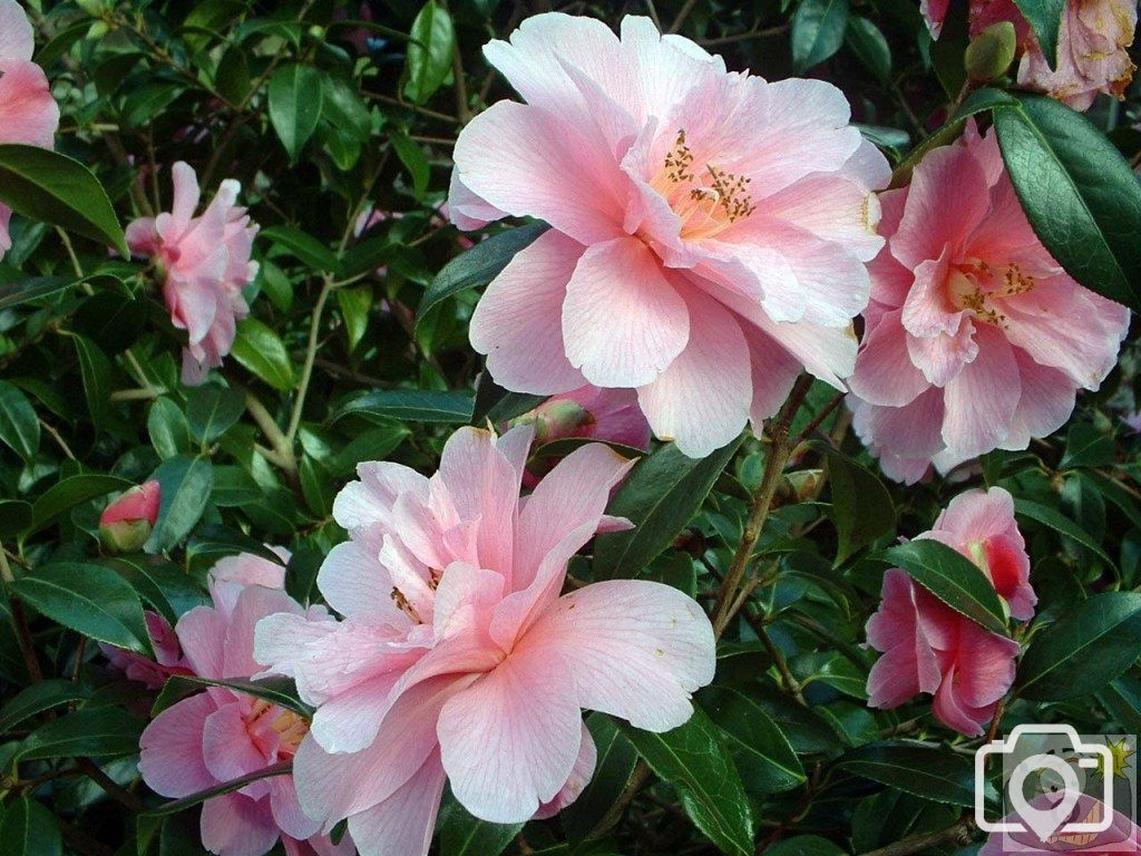 Camellias 7 Feb., 2005