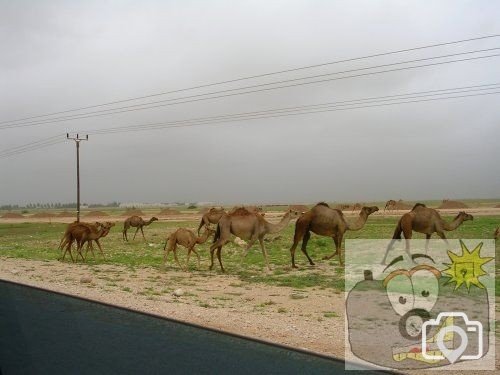 camels
