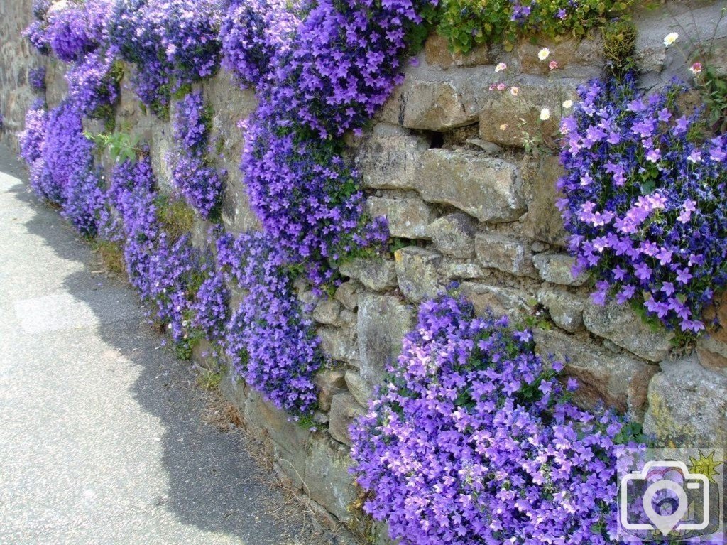 Campanula - St Mary's St., 6th June, 2009