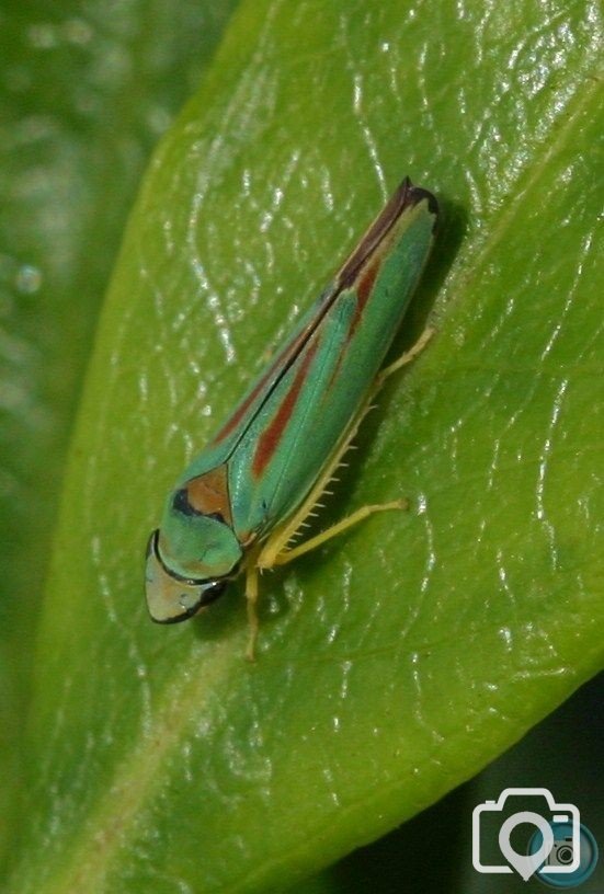 Candy Striped Leafhopper
