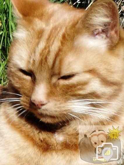 Cat 001