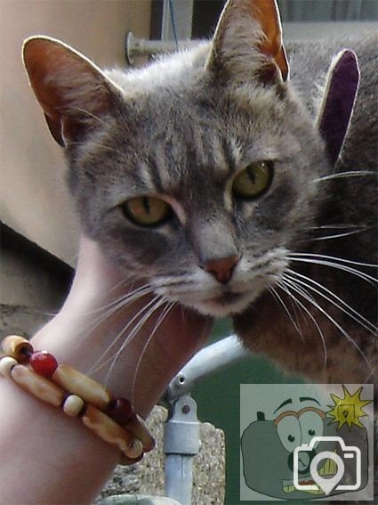 Cat 002