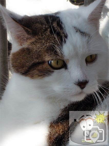 Cat 003