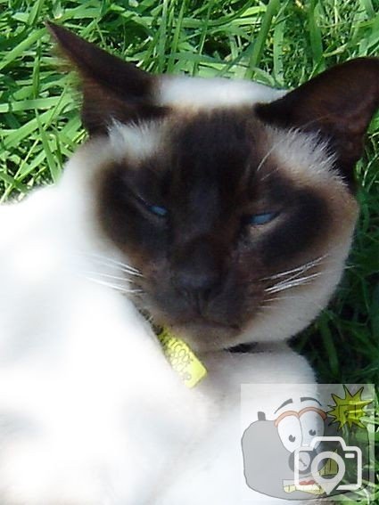 Cat 004