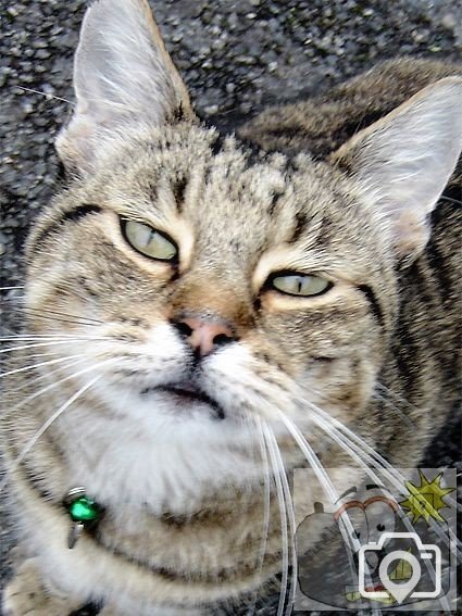 Cat 005