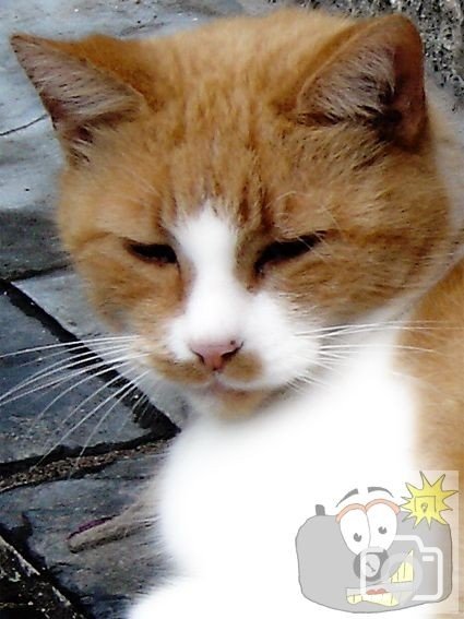 Cat 008
