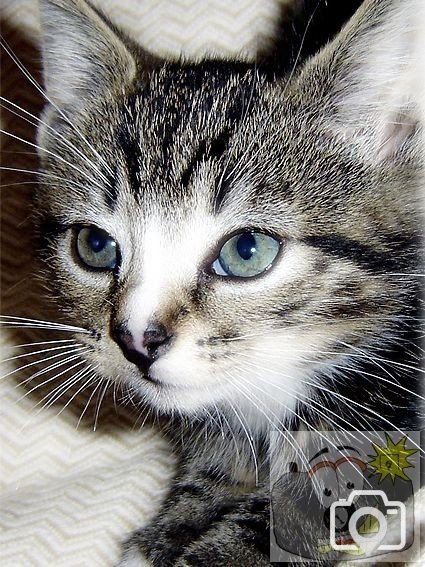 Cat 009