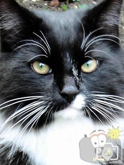 Cat 010