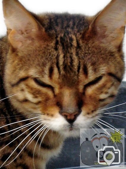 Cat 015