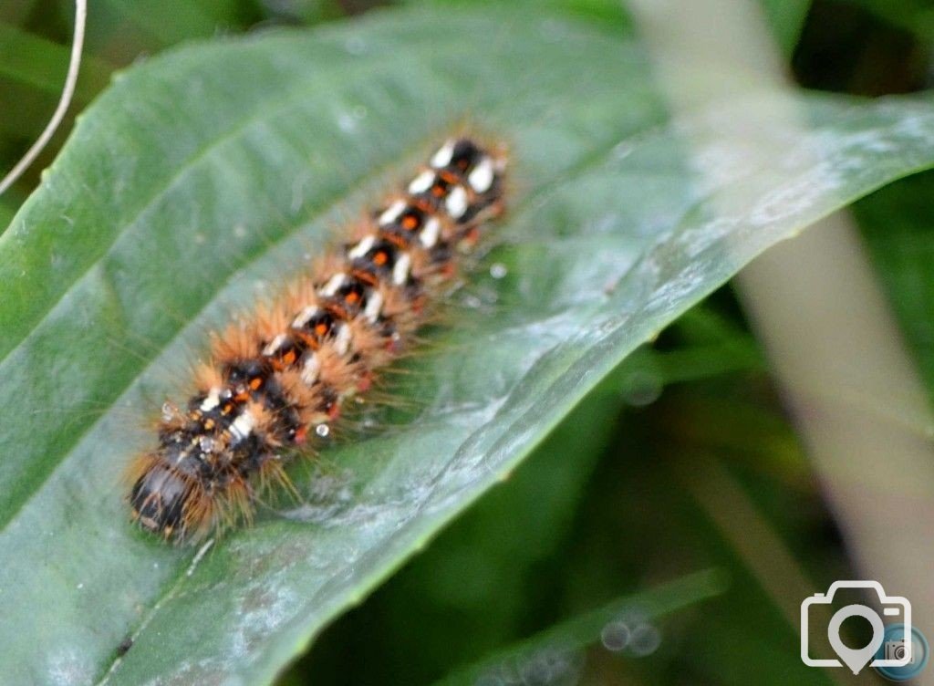 caterpillar