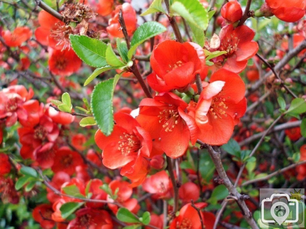 Chaenomeles Japonica?