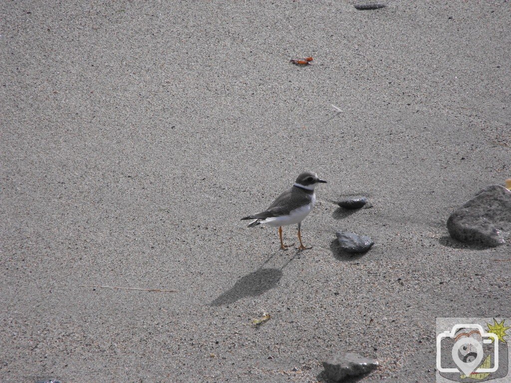 charadrius_biaticula