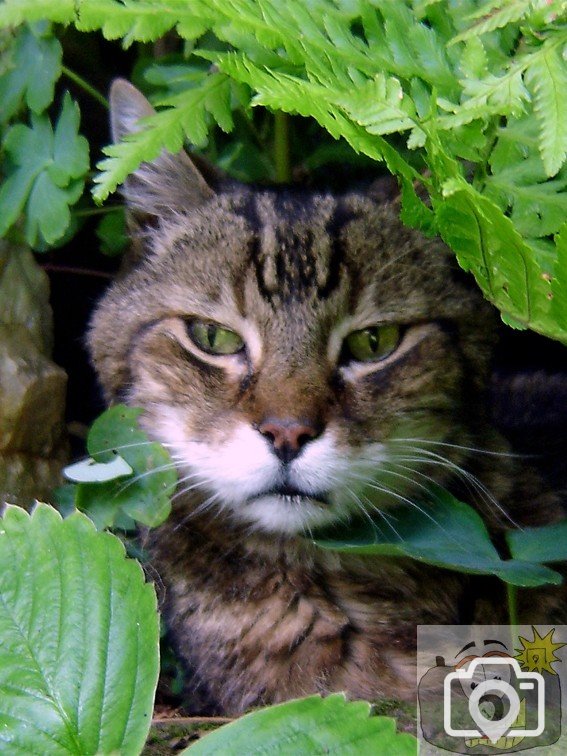 Charlie in the garden