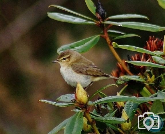 Chiffchaff