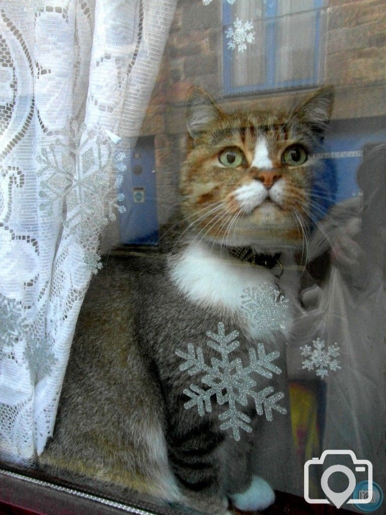 Christmas Cat 2012