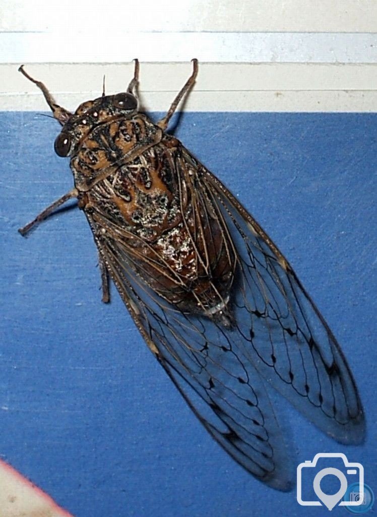 Cicada