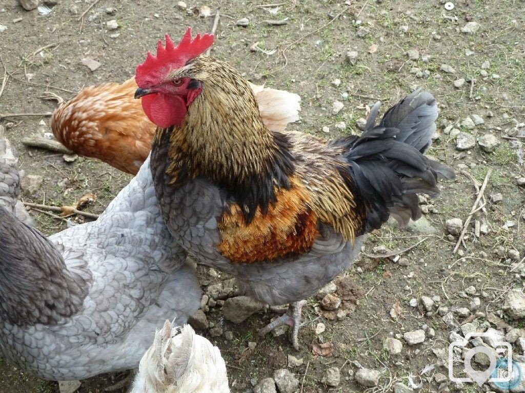 Cock o' Godolphin