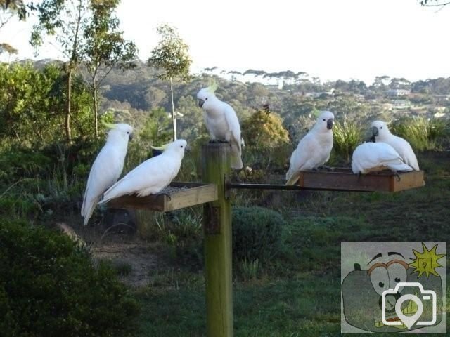 Cockatoos