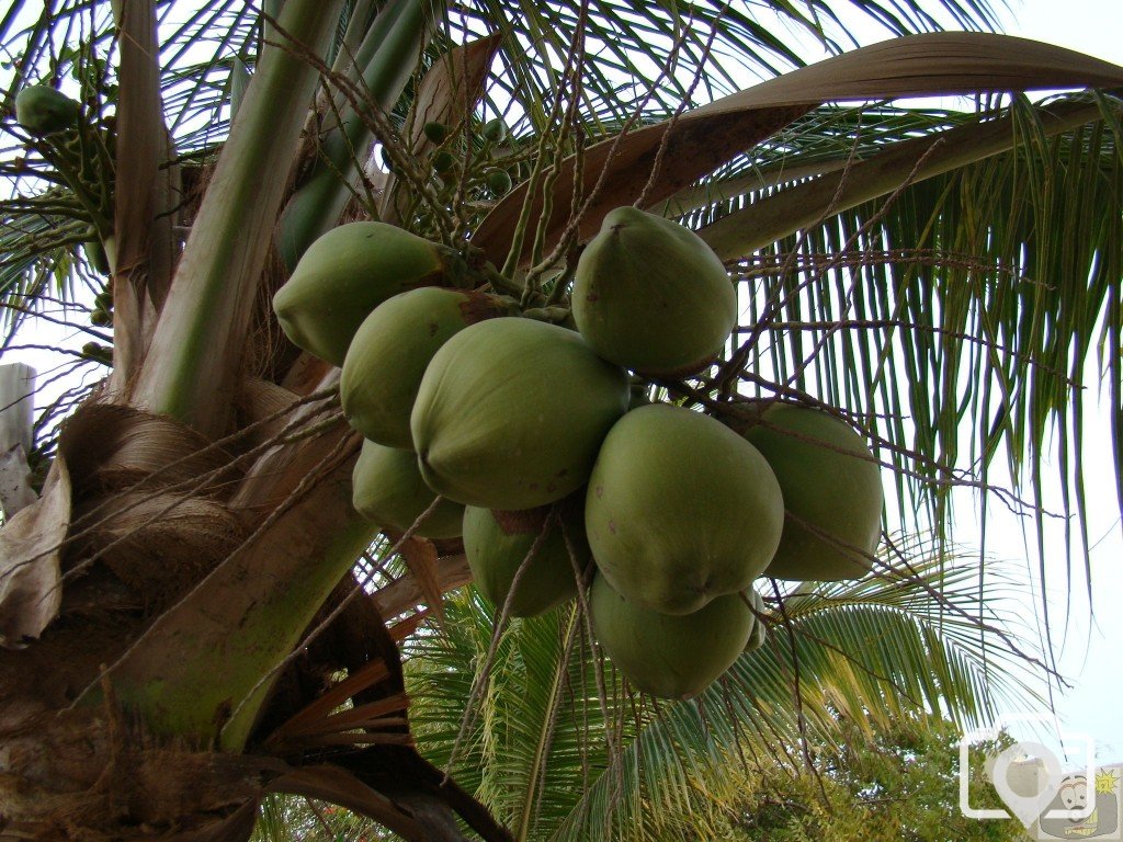 Coconuts