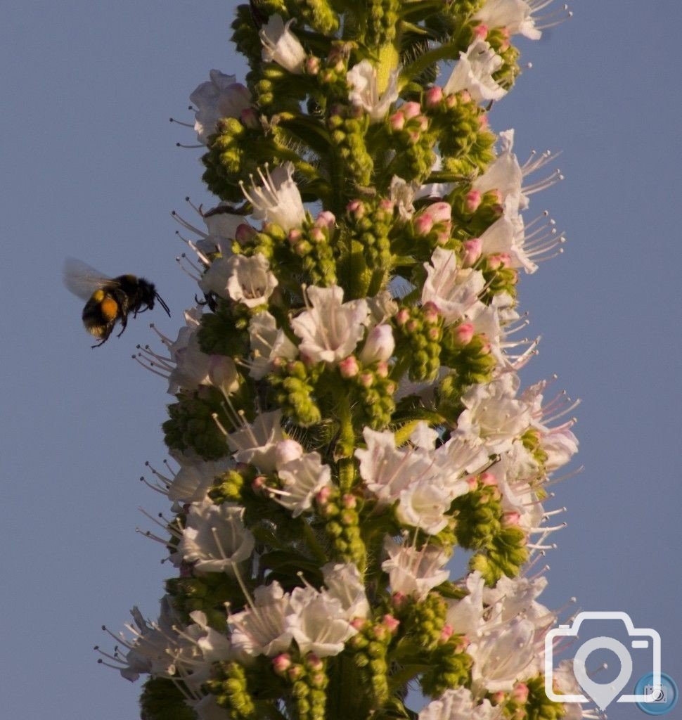 collecting pollen