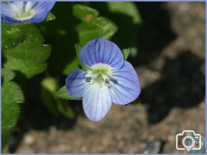 Common Field Speedwell