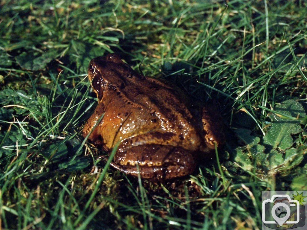 Common Frog or Natterjack Toad?