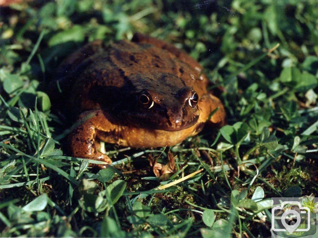 Common Frog or Natterjack Toad?