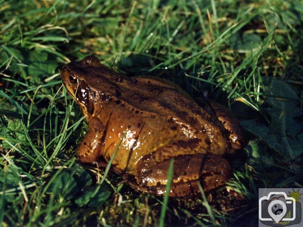 Common Frog or Natterjack Toad?