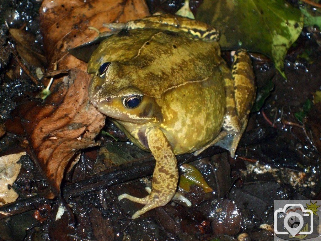 Common Frog or Natterjack Toad?