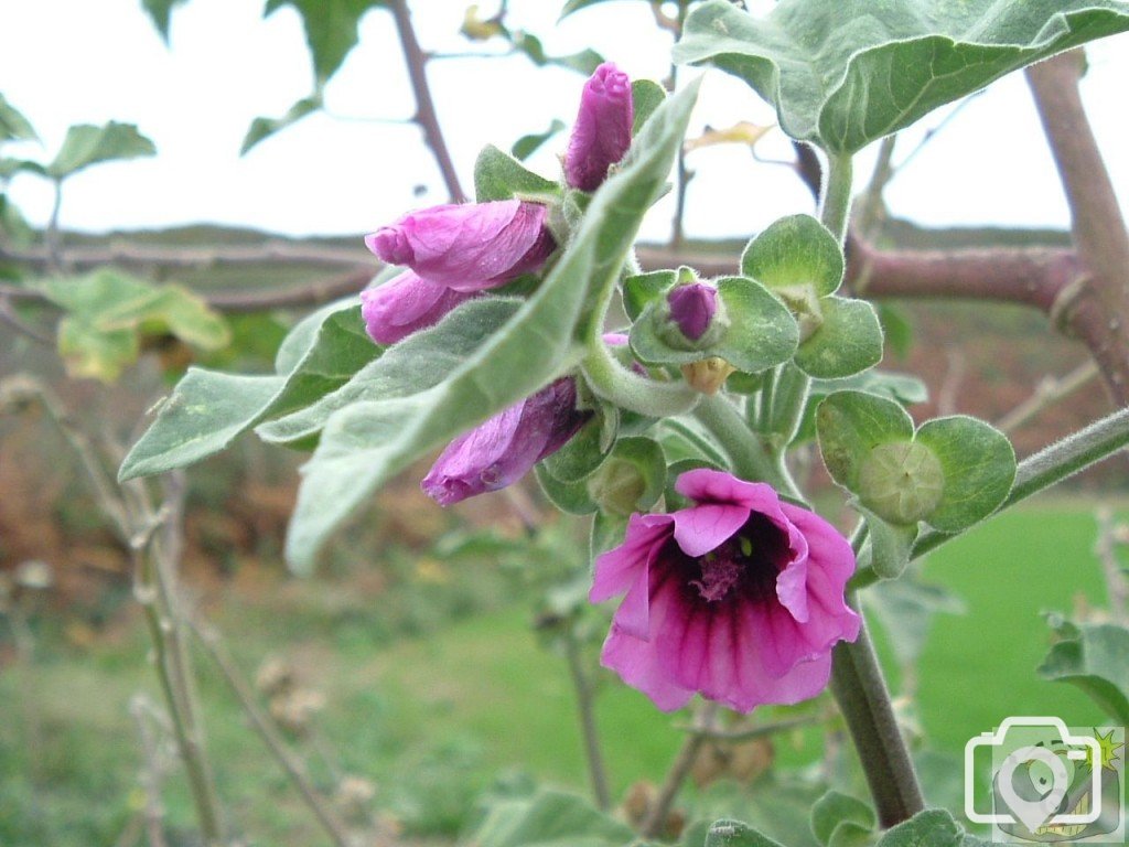 Common Mallow