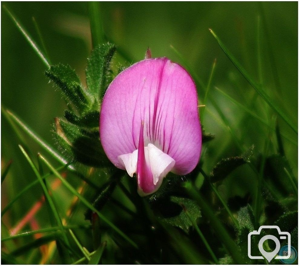 Common Restharrow