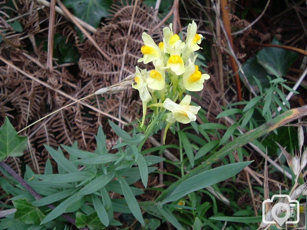 Common toadflax