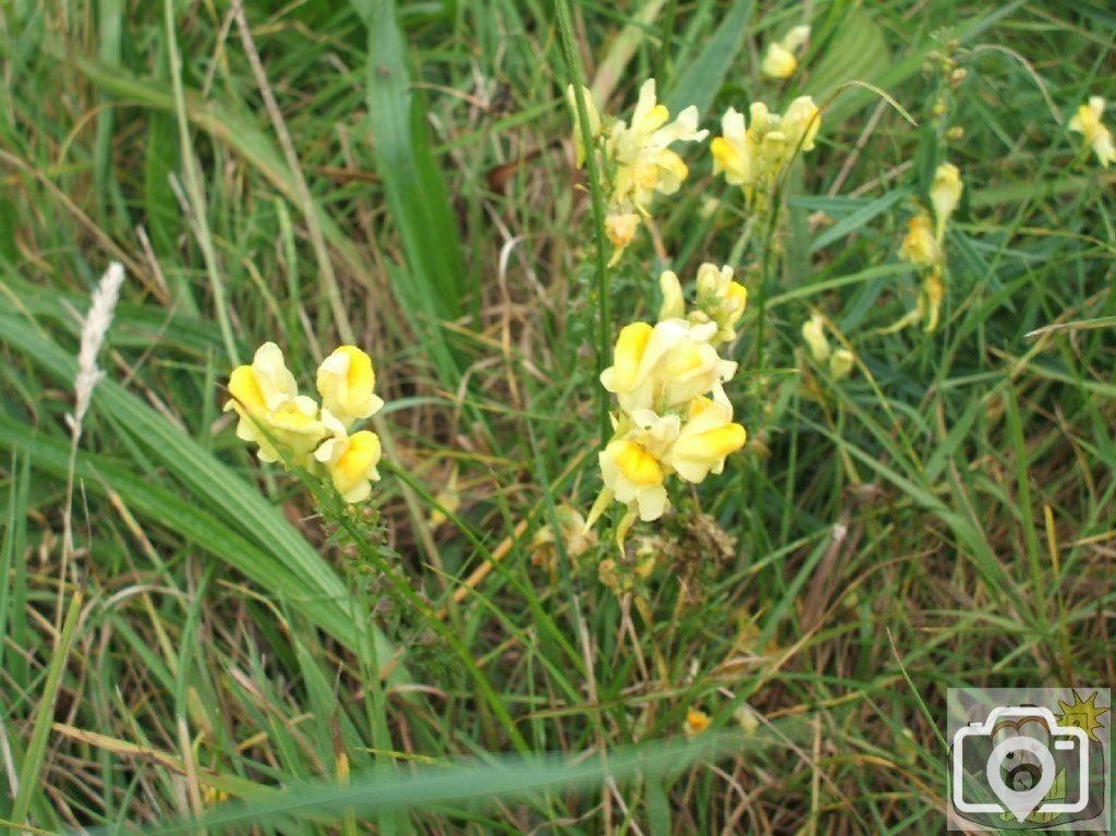 Common toadflax