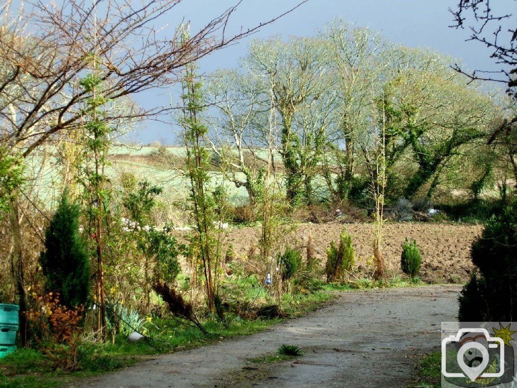 Contrasting hues near St Erth - 11Mar10