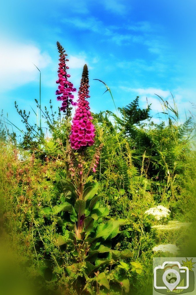 CORNISH HEDGE