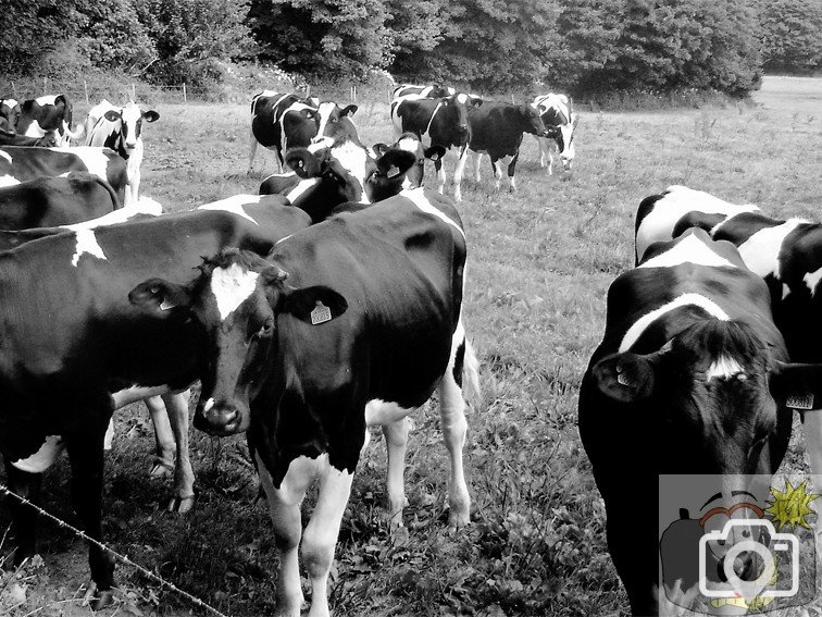 Cows