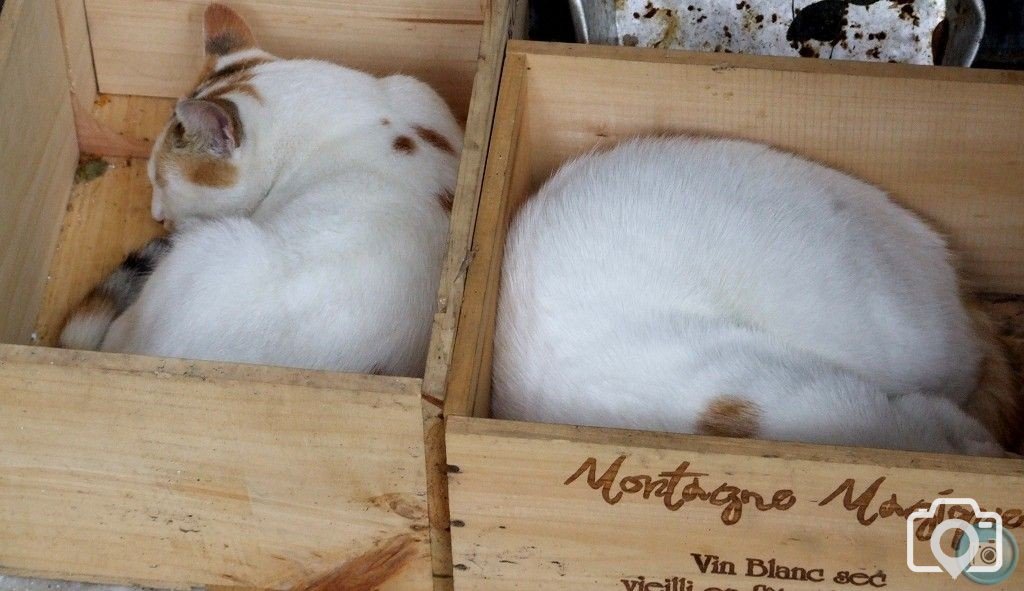 Crates of Cats