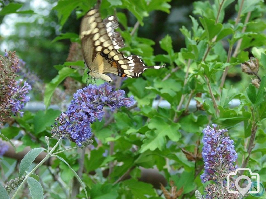 Creatures in the back yard