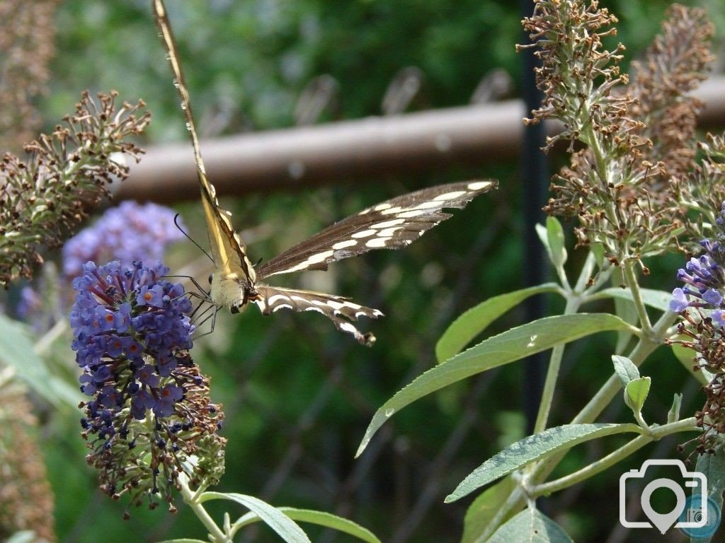 Creatures in the back yard