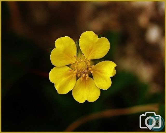 Creeping Cinquefoil