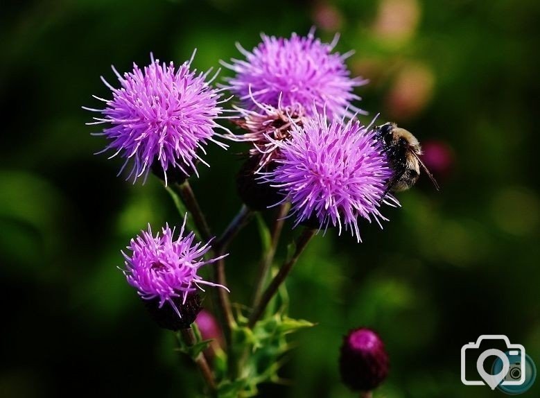 Creeping Thistle