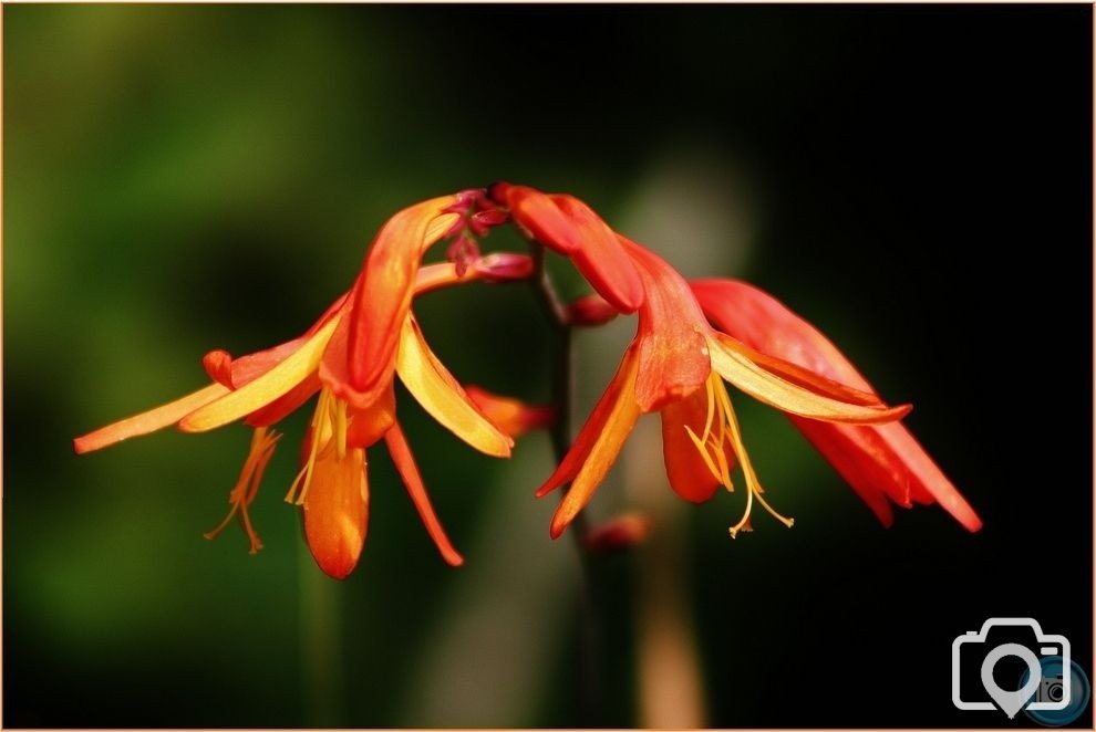 Crocosmia