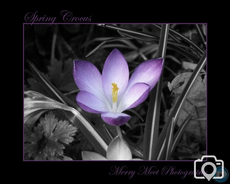 Crocus