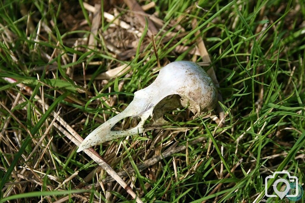 Crow skull