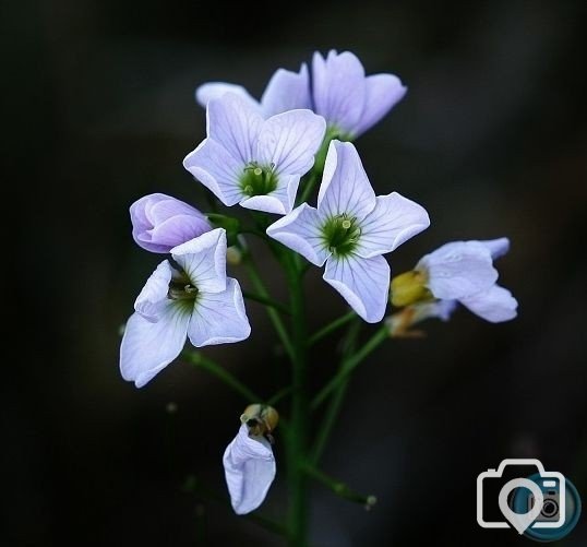 Cuckoo Flower