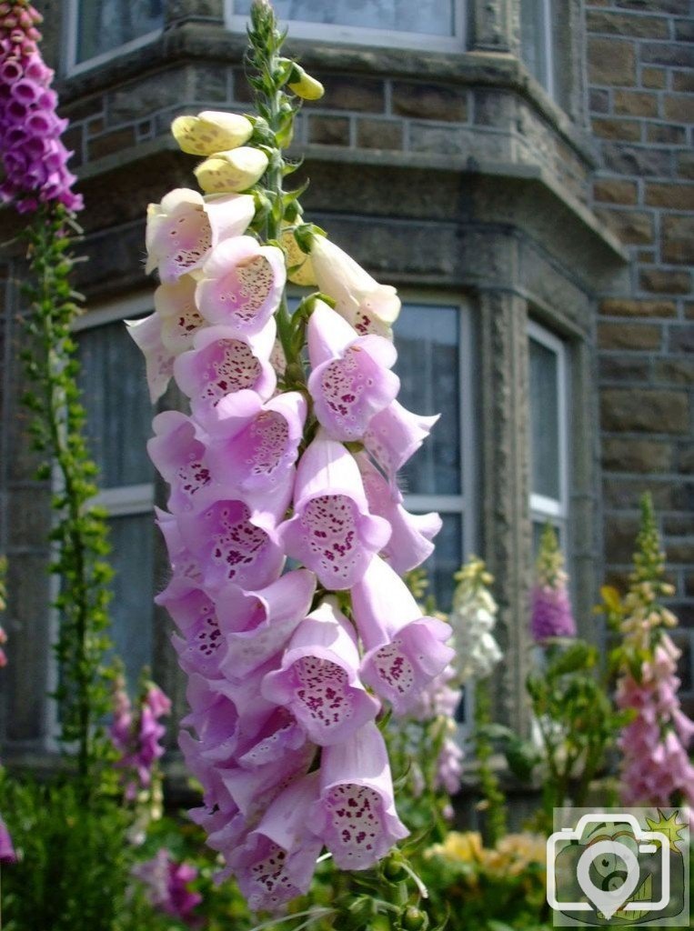 Cultivated 'digitalis' (foxgloves) - 6th June, 2009 - Barwis Tce