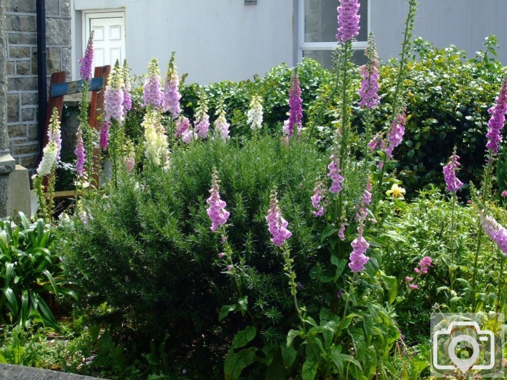 Cultivated 'digitalis' or foxgloves - Barwis Tce - 6th June, 2009