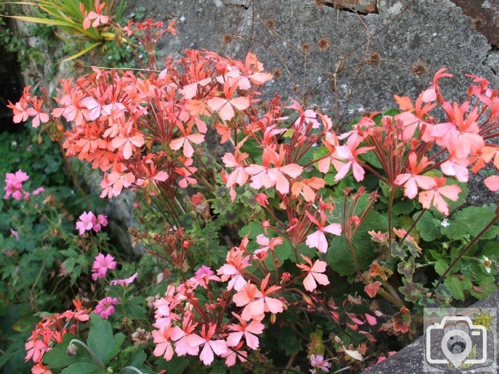 Cultivated flower - Please identify